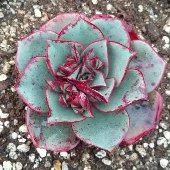 没时间出去玩养多肉,外出旅游多肉怎么办