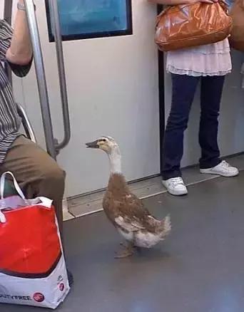 魔都是个很神奇的地方,魔都是个神奇的地方