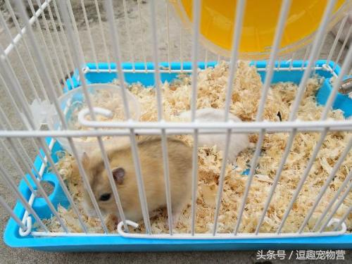 你家的仓鼠,你家的仓鼠咬人怎么办