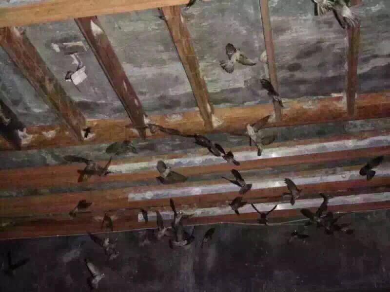 马来西亚燕窝与印尼燕窝哪个好,马来西亚的燕窝和印尼燕窝区别