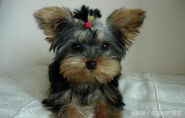 可爱的狗狗品种大全,最可爱的十种狗狗