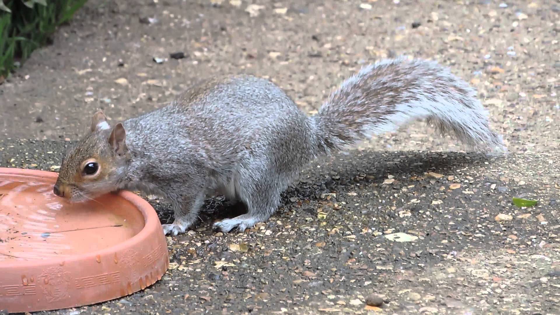 怎么合理养松鼠,大松鼠如何照顾小松鼠的