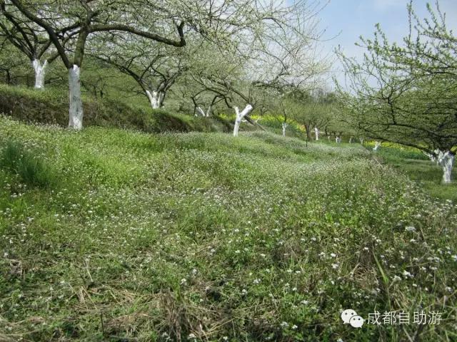 2022成都周边赏花,成都周边游赏花最佳景点