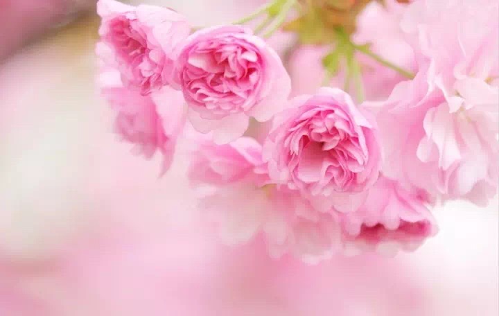 十里春风赏花季,你的朋友圈配词准备好了吗?