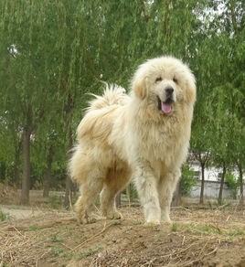 狗中之王，藏敖的选育