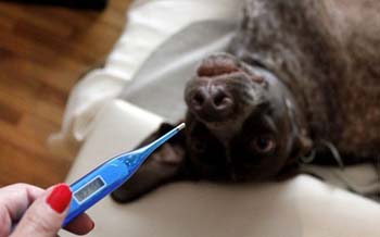 狗狗绝育完记得留意它的排便情况，以下7点各位铲屎官们切记！