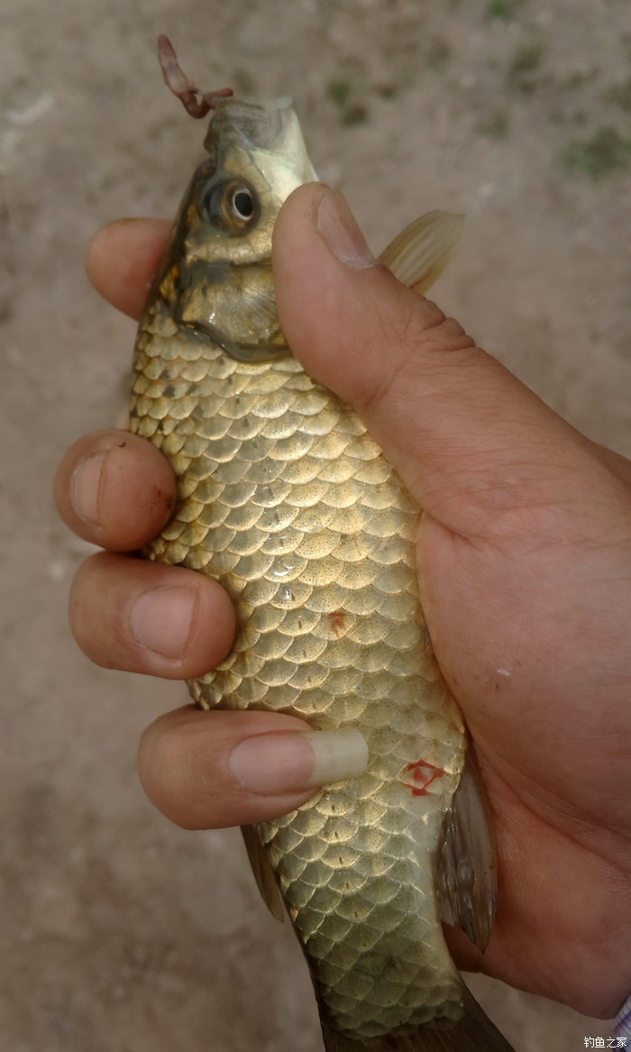 八一水库钓草鱼,八一水库钓青稍