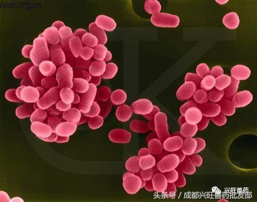 牛这三种疾病必须防治，马虎不得！