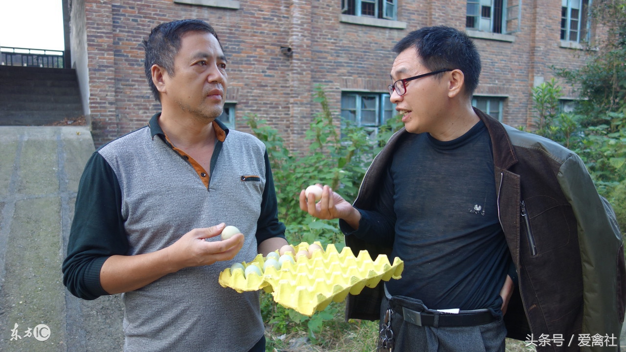 鸡蛋的十大品牌,十大最贵鸡蛋