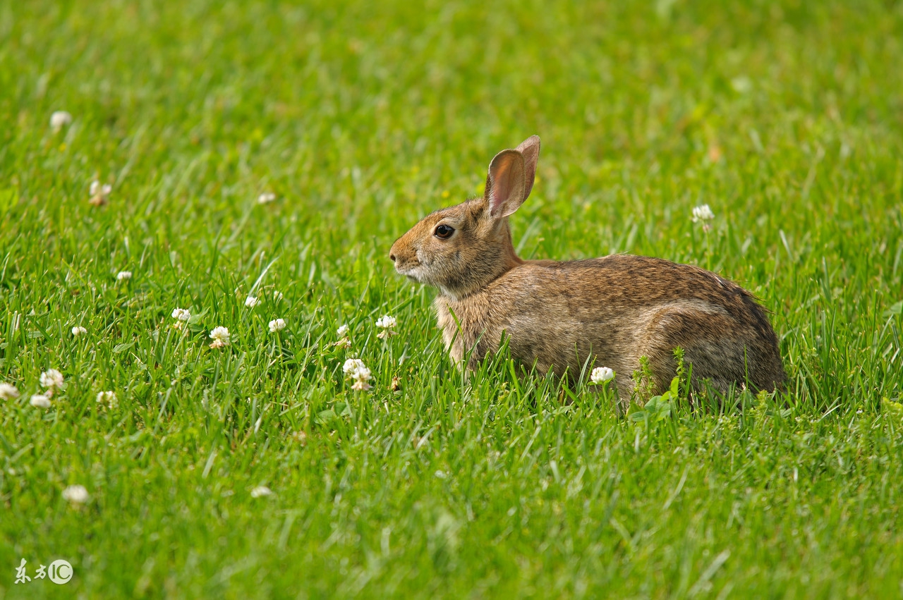 雪地里抓兔子技巧,冬天抓兔子视频教程