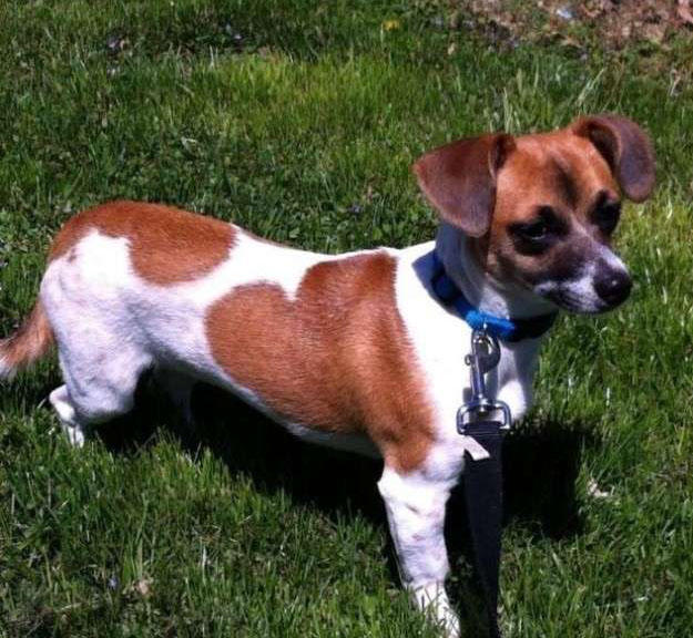 超级可爱的腊肠犬图,超级可爱的混血狗狗