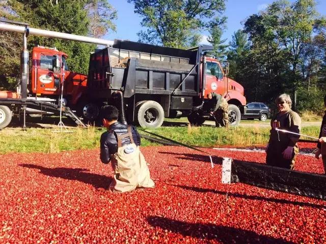 蔓越莓背后的神秘传说,她是个有故事的水果