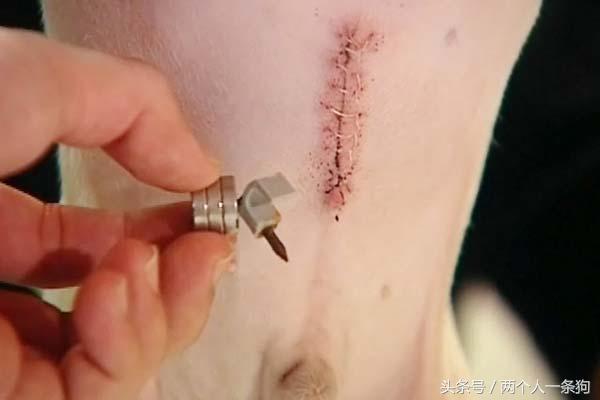 两个月的小法斗给他吃什么,两个月小法斗吃多少