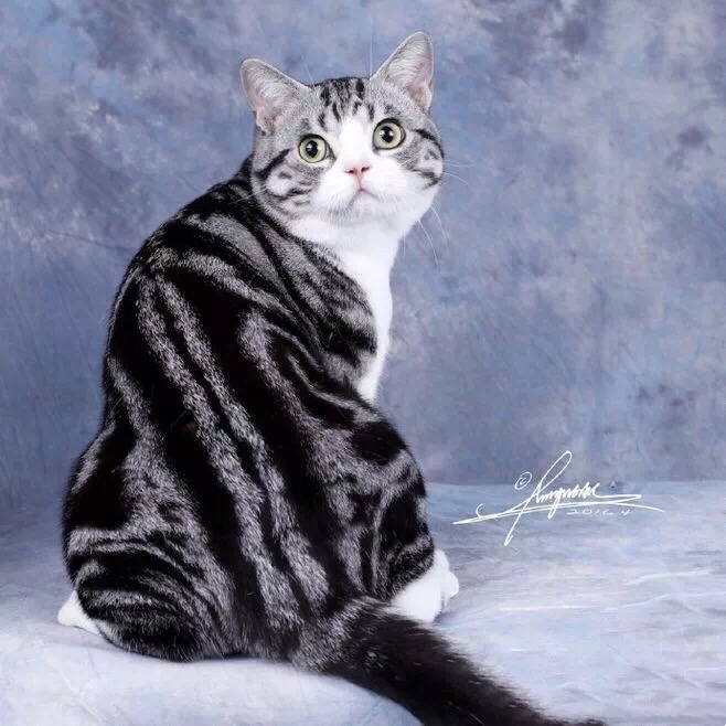 第一次养猫要注意什么,第一次养猫需要什么药