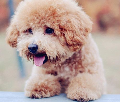 泰迪吃完打虫药精神状况不好也不肯吃饭!