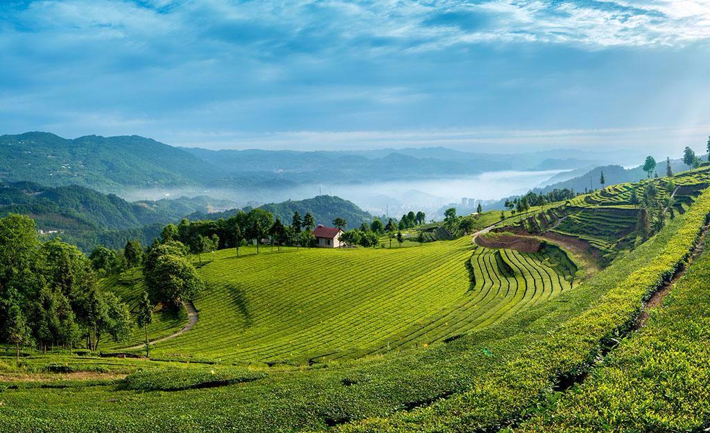 茶叶五行养生知识,五行中蕴含的人生哲理