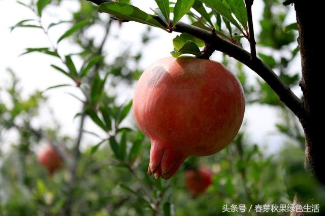 全国最好的石榴属于什么档次,哪种石榴品种好吃