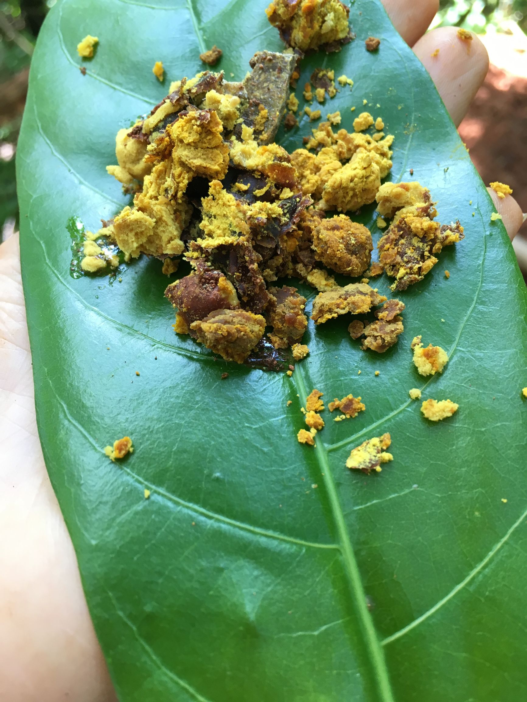 云南大山悬崖野蜂蜜,云南红河绿春大黑山野生蜂蜜