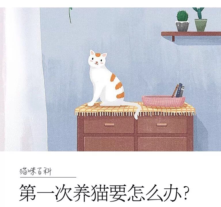 第一次养猫要注意什么,第一次养猫需要什么药