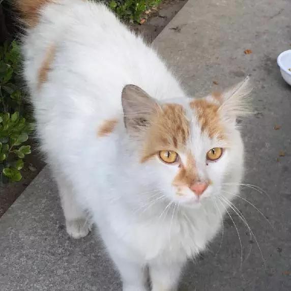 上海市领养流浪动物的地方在哪里,上海市领养小猫的地方