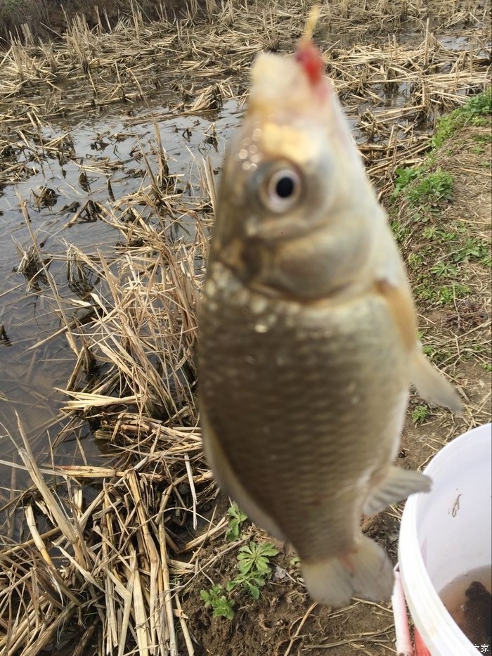 春天钓鲫鱼,春天钓黑坑新鱼