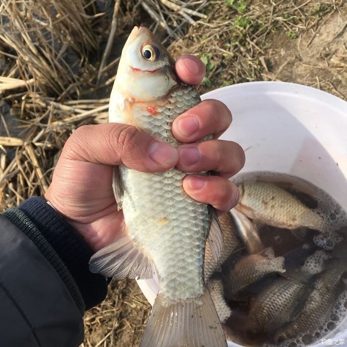 春天钓鲫鱼,春天钓黑坑新鱼