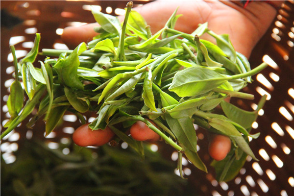 刮风寨古树普洱茶口感怎么样,帕沙古树普洱茶口感特点