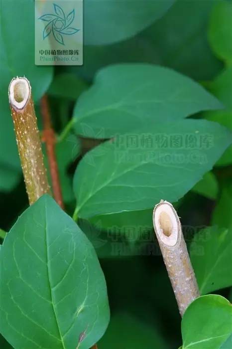 植物傻傻分不清,植物界的姐妹花