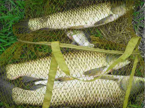 钓鱼草鱼技巧视频,钓二三斤草鱼最快的钓法