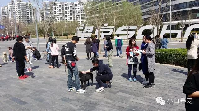 望京的春天，有狗狗相伴！