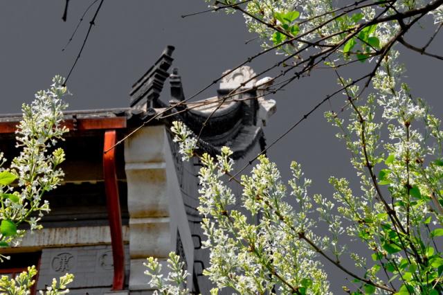 趣谈山大趵突泉校区，春风十里不如你