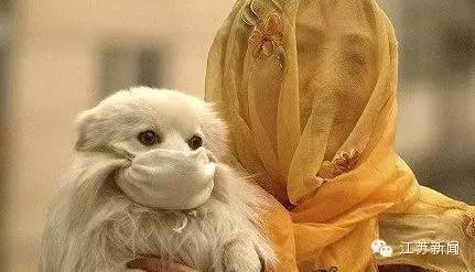 踏青被蜜蜂蜇,花海被蜜蜂蜇了