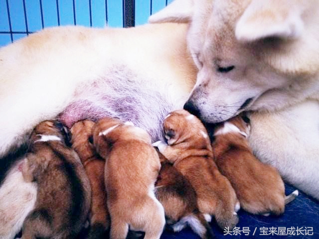 圣德育儿：孩子被狗攻击怎么办，是跑还是原地不动？赶紧教他自保