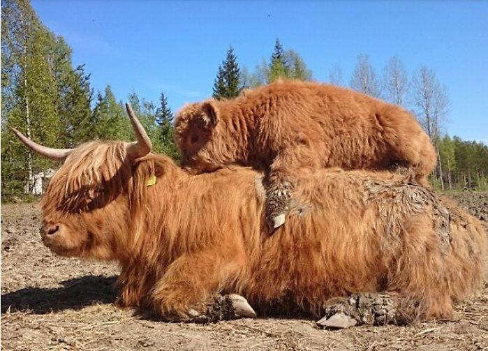 14只让你坏心情烟消云散的超萌小牛儿，可爱到让人愿意改吃素！
