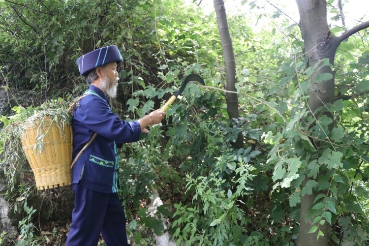 三代医术渊源经历描述,民间侗医药传承