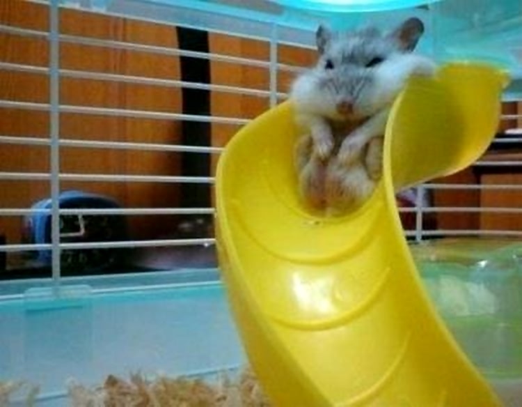 6只眼睛变形狗狗,胖到变形的宠物们