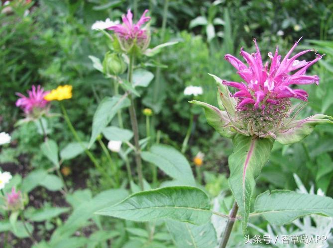 爱上管香蜂草，只因迷恋佛手柑的甜美