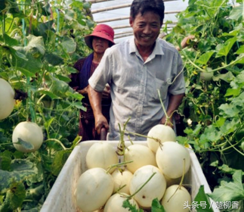 让“瓜蛋蛋”变成“钱串串”，农民年入数十万元！