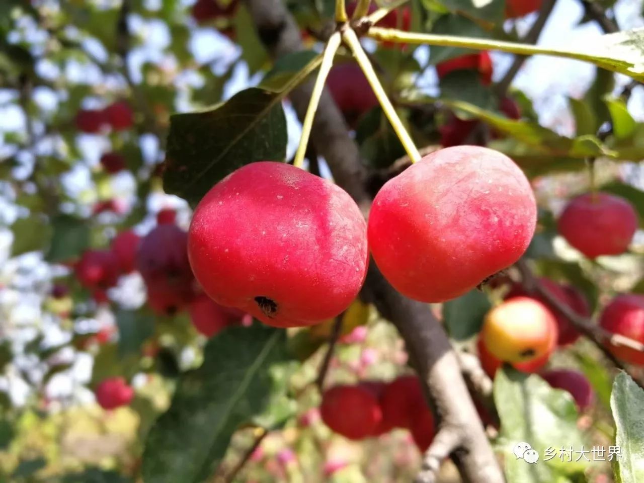 补钙的水果钙王,它是秋果之王每天吃几颗