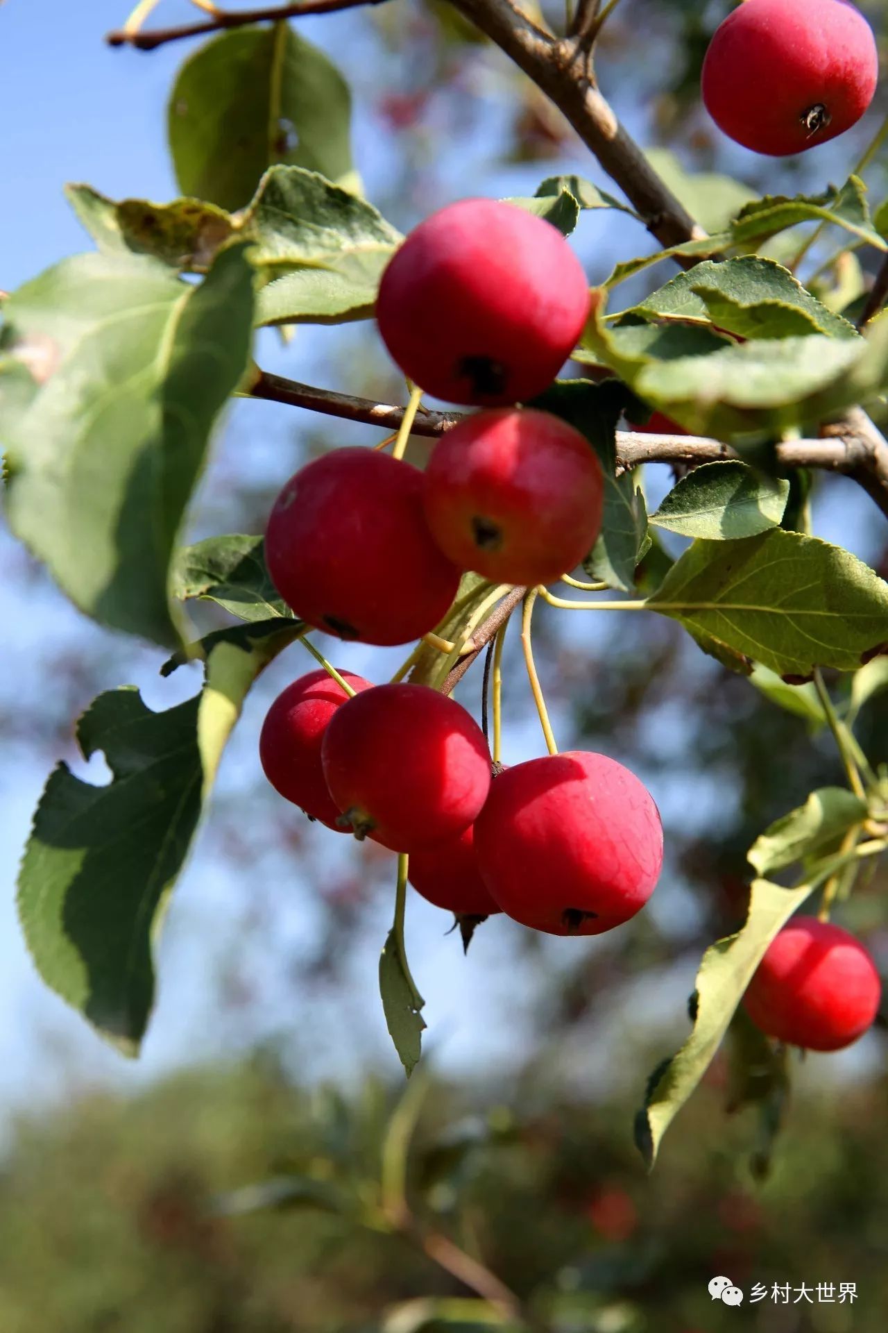 补钙的水果钙王,它是秋果之王每天吃几颗