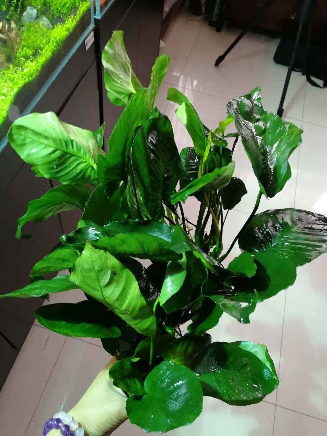 老王家的池塘视频,小型水榕水草推荐