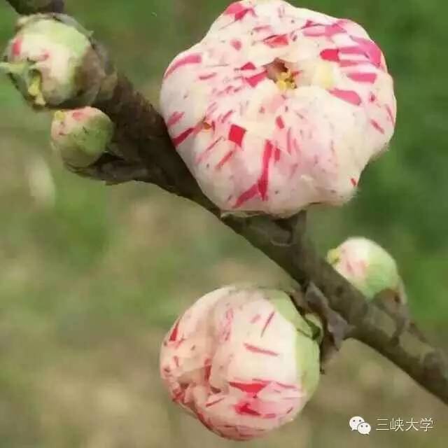 周末去三里街公园看花,周末游三凤山看桃花