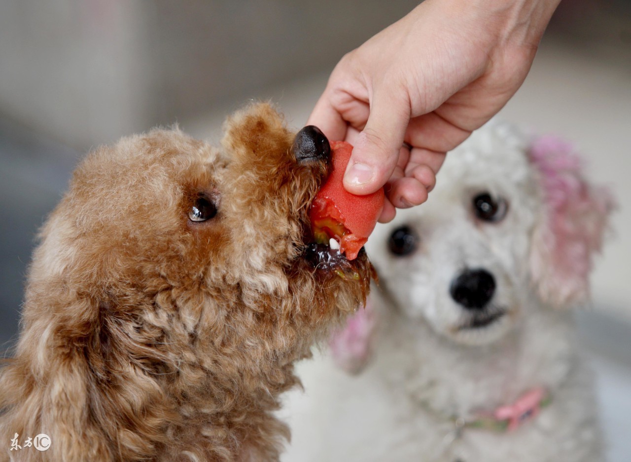 别不可思议，狗狗也有生理期！