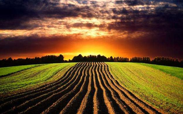 种地赚钱不用打工的方法,五十亩地种地怎么规划才能赚钱