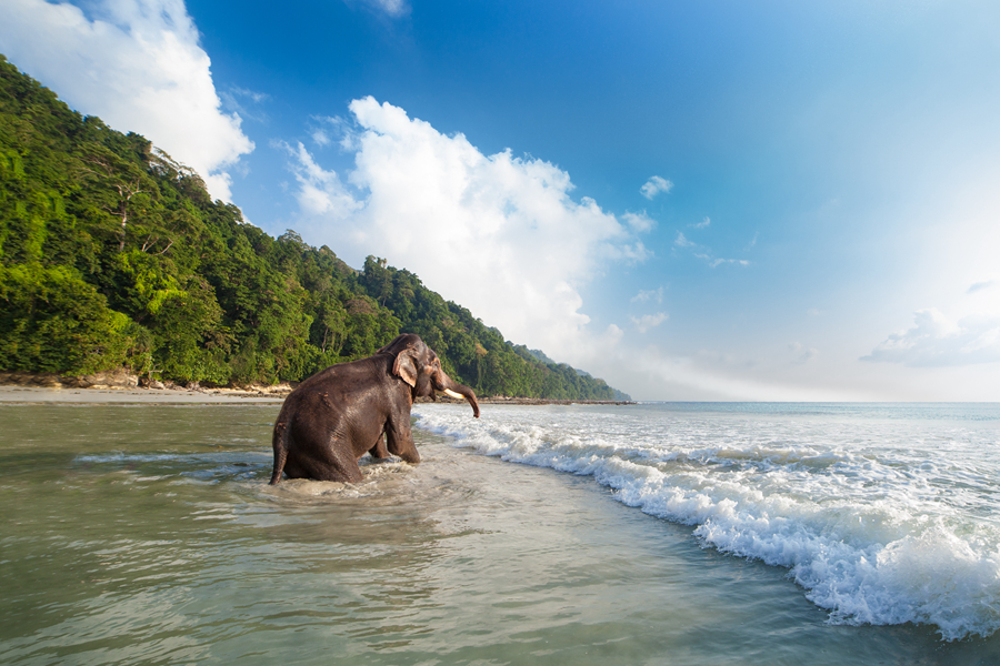 猫屎咖啡和象屎咖啡,猫屎咖啡贵么