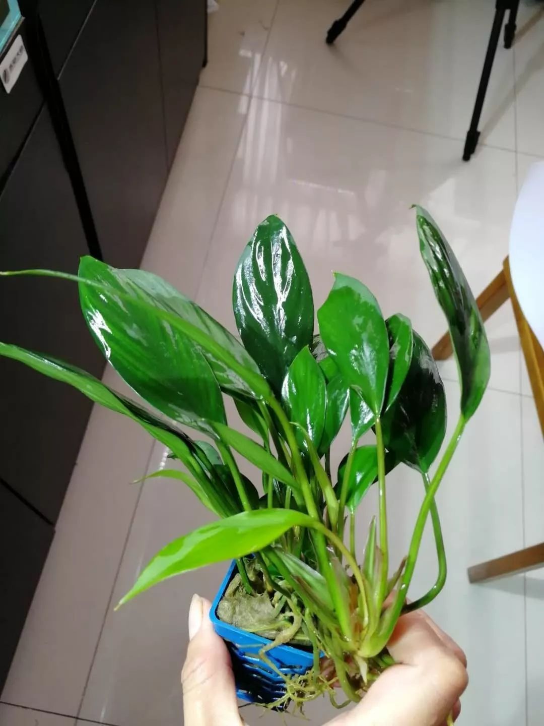 水榕需要种在水草泥里吗,水草造景生命之树