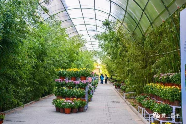 大家好，给大家介绍一下，这是我们昌平小汤山的看家宝！