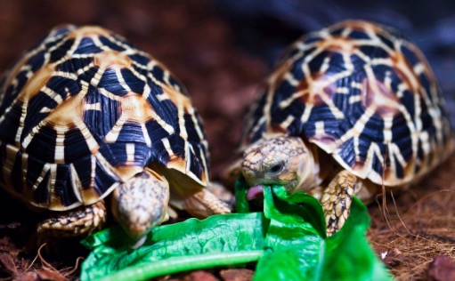 苏卡达陆龟拉屎臭怎么解决,陆龟粪便臭吗