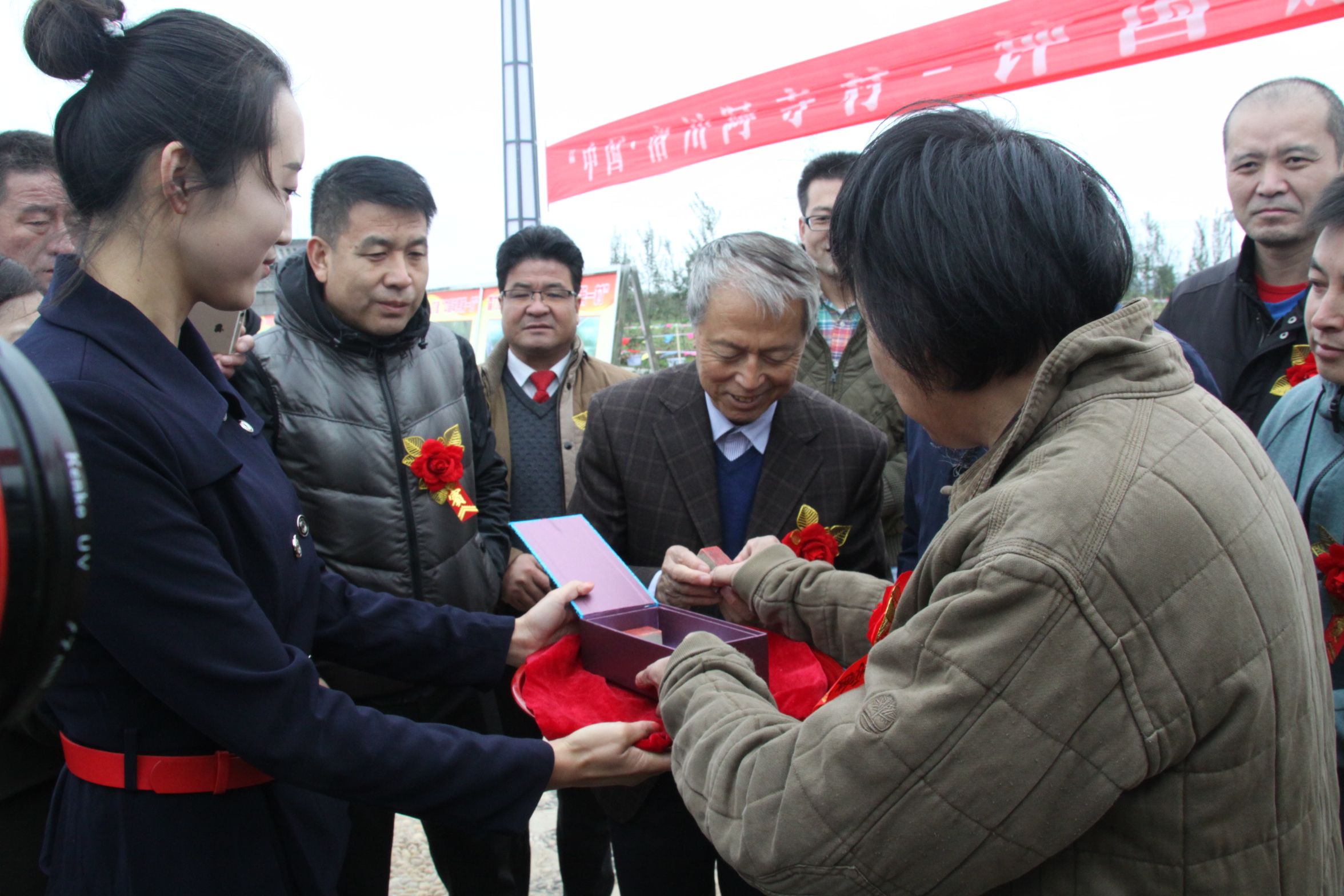 最新的洛川苹果,新的洛川苹果