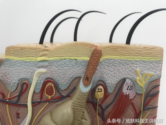 一公分的痣可以做手术切除吗,去医院医生说痣太大了只能做手术